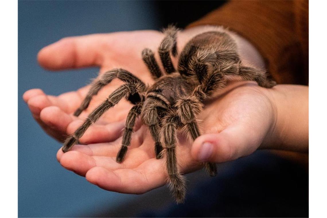 Ein Kind hält bei der Ausstellung „Insectophobie“ eine Rote Chile-Vogelspinne auf den Händen. Foto: Christoph Schmidt/dpa