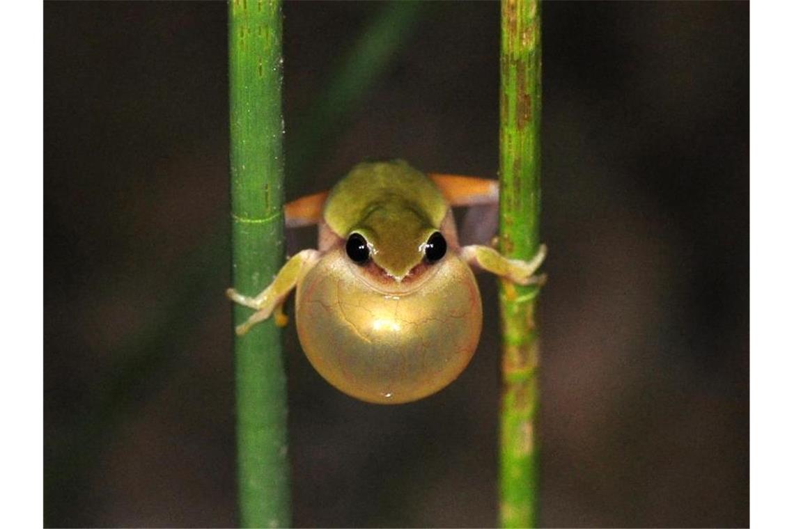 Bürger sollen heimliche tierische Mitbewohner suchen