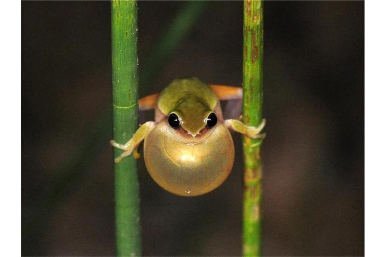 Ein kleiner Laubfrosch quakt. Foto: Martin Jansen/Senckenberg/dpa/Archivbild