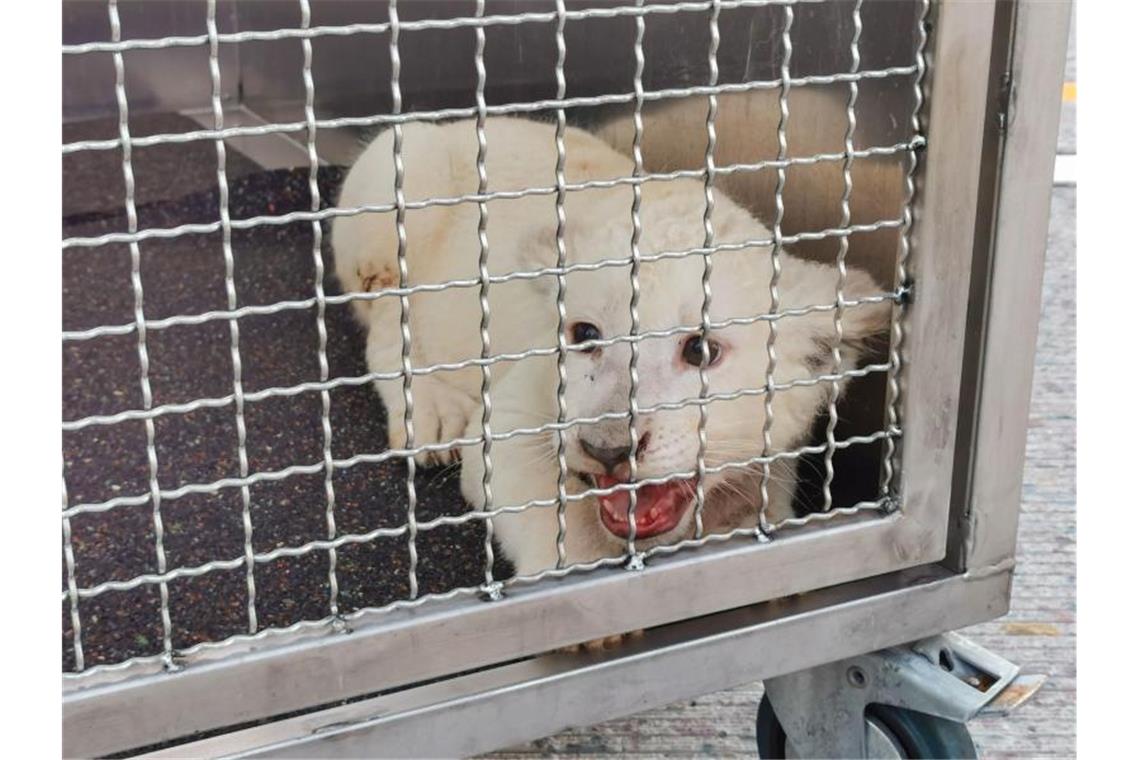 Ein kleiner Löwe sitzt in seiner Transportbox. Foto: Julian Buchner/Einsatz-Report24/dpa/Archivbild