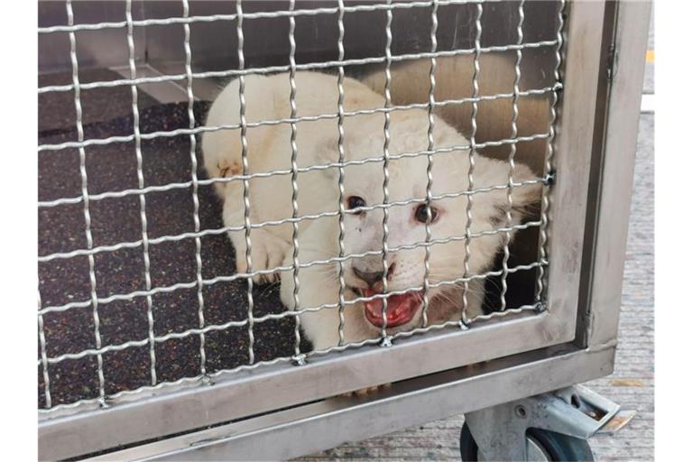 Ein kleiner Löwe sitzt in seiner Transportbox. Foto: Julian Buchner/Einsatz-Report24/dpa/Archivbild