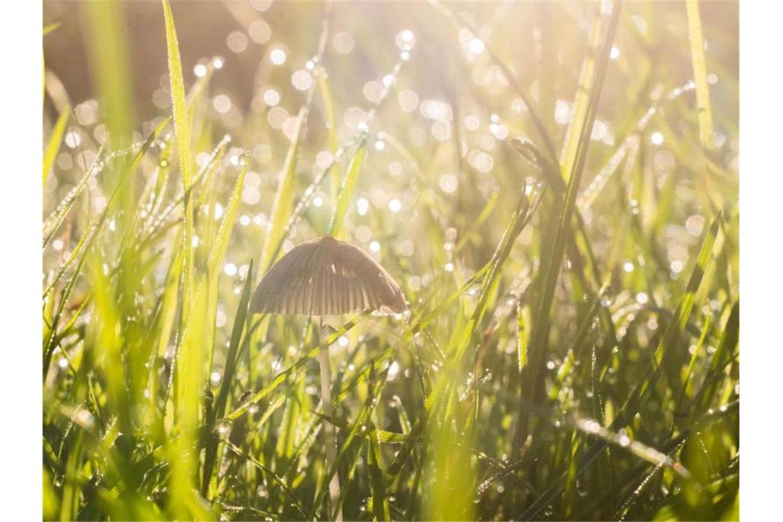 Ein kleiner Pilz steht bei Sonnenaufgang auf einer vom Morgentau überzogenen Wiese. Foto: Julian Stratenschulte/dpa