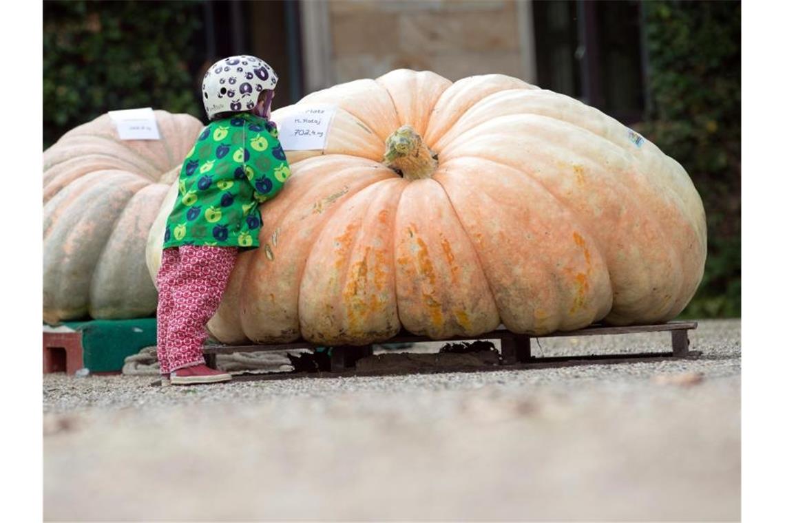 Ein kleines Kind steht neben einem Riesenkürbis. Foto: Friso Gentsch/dpa
