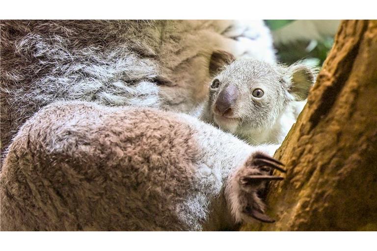 Ein kleines Koala-Jungtier wächst im Zoo Leipzig heran.