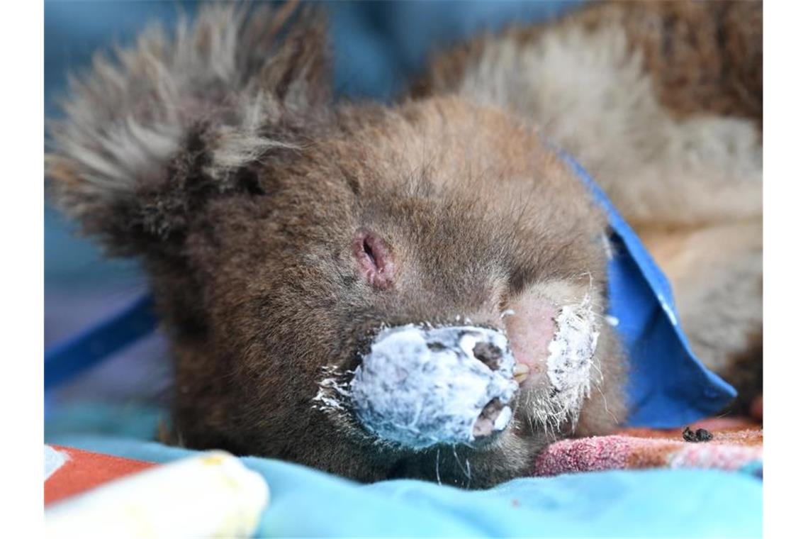 Ein Koala schläft mit Salbe auf der Nase. Foto: David Mariuz/AAP/dpa