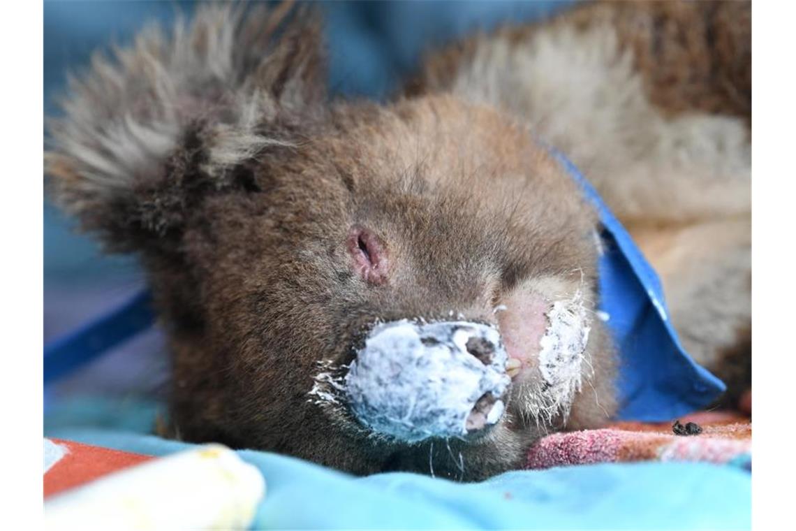 Südwest-Zoos helfen Tieren in Australien Ein Koala schläft mit Salbe auf der Nase. Foto: David Mariuz/AAP/dpa