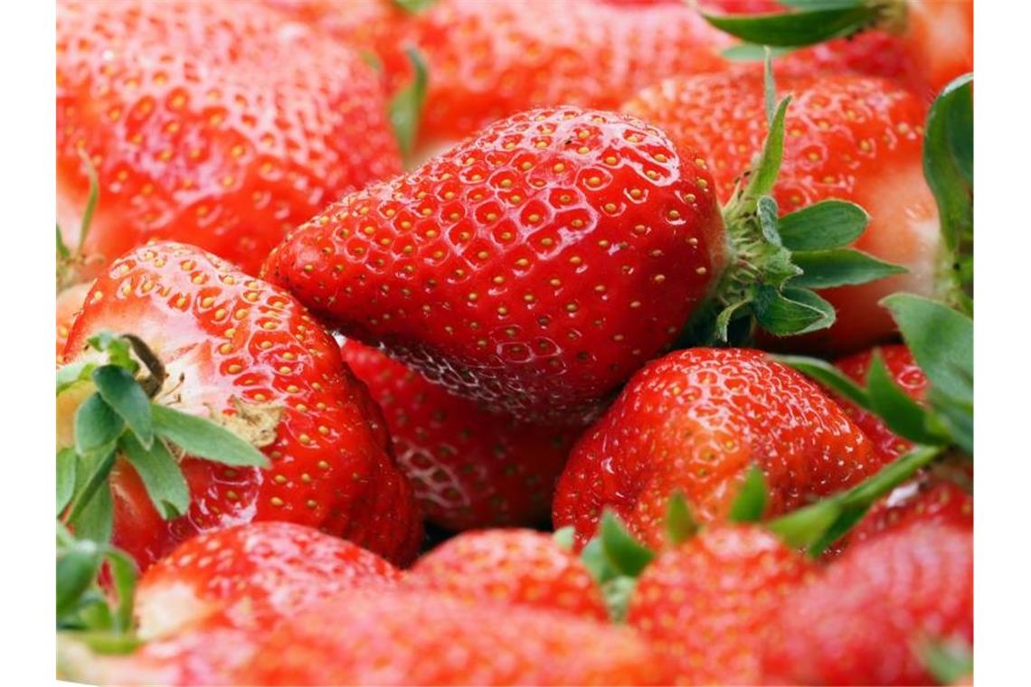 Wetterextreme: Weniger Erdbeeren als im Vorjahr Ein Korb frisch gepflückte Erdbeeren steht auf einem Tisch. Foto: Soeren Stache/dpa-Zentralbild/dpa