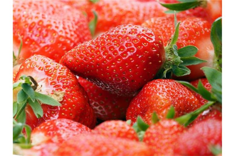 Ein Korb frisch gepflückte Erdbeeren steht auf einem Tisch. Foto: Soeren Stache/dpa-Zentralbild/dpa