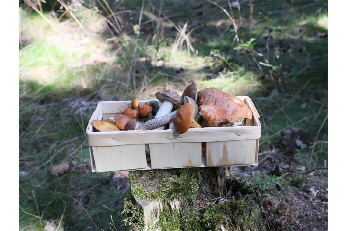 Ein Korb mit Waldpilzen steht auf einem Baumstamm. Foto: Bodo Schackow/dpa-Zentralbild/dpa/Symbolbild