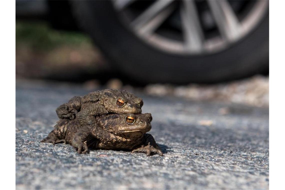 Amphibien: Verkehrsministerium mahnt zur Vorsicht Ein Kröten-Pärchen sitzt auf einer Straße vor einem Autoreifen. Foto: Daniel Bockwoldt/dpa/Symbolbild