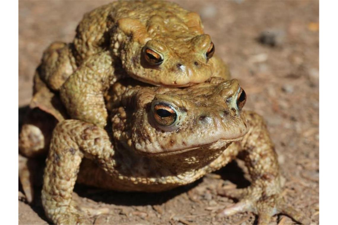 Amphibienwanderung beginnt mit Hilfe von Naturschützern Ein Krötenpärchen bewegt sich über einen Wanderweg zum Laichplatz. Foto: Matthias Bein/dpa-Zentralbild/dpa