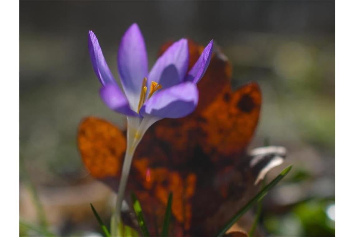 Ein Krokus blüht. Foto: Patrick Pleul/dpa-Zentralbild/ZB/Archivbild