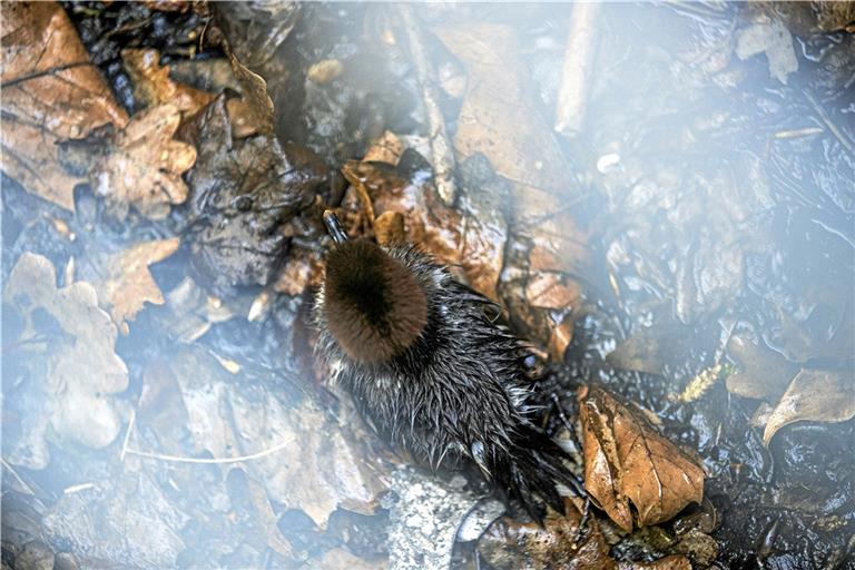 Ein Küken ist in einen Schacht gefallen und wartet auf die Retter. Fotos: 7aktuell/S. Adomat