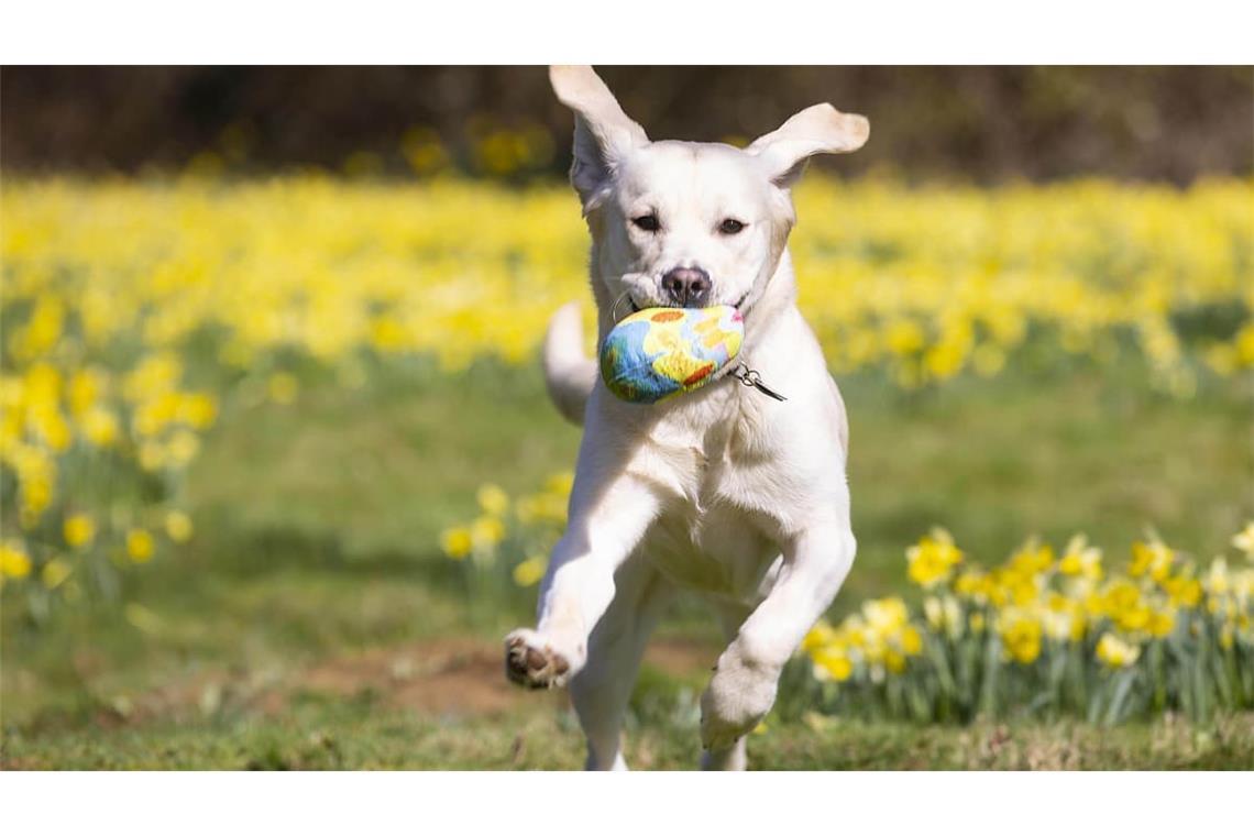 Ein Labrador-Retriever-Mischling rennt über eine Wiese. (Symbolbild)