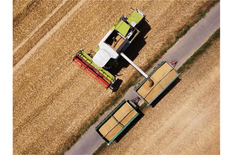 Ein Landwirt erntet mit einem Mähdrescher Wintergerste. Foto: Henning Kaiser/dpa/Symbolbild