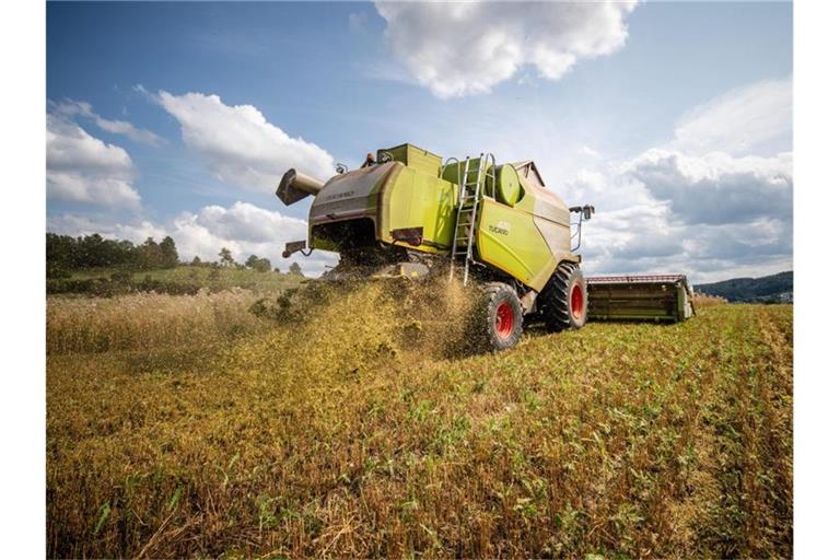 Ein Landwirt fährt bei der Getreideernte mit seinem Mähdrescher über ein Haferfeld. Foto: Christoph Schmidt/dpa