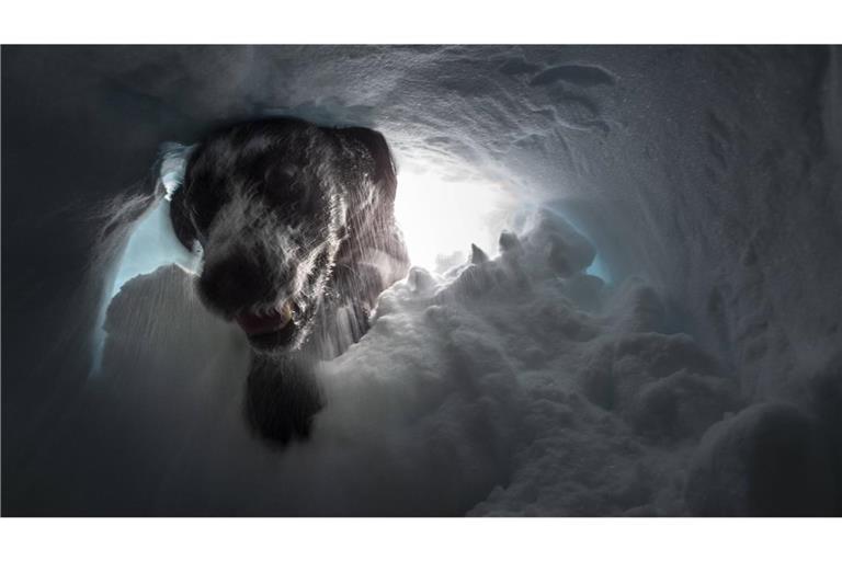 Ein Lawinensuchhund hat sich bei einer Übung in eine Schneehöhle vorgegraben.