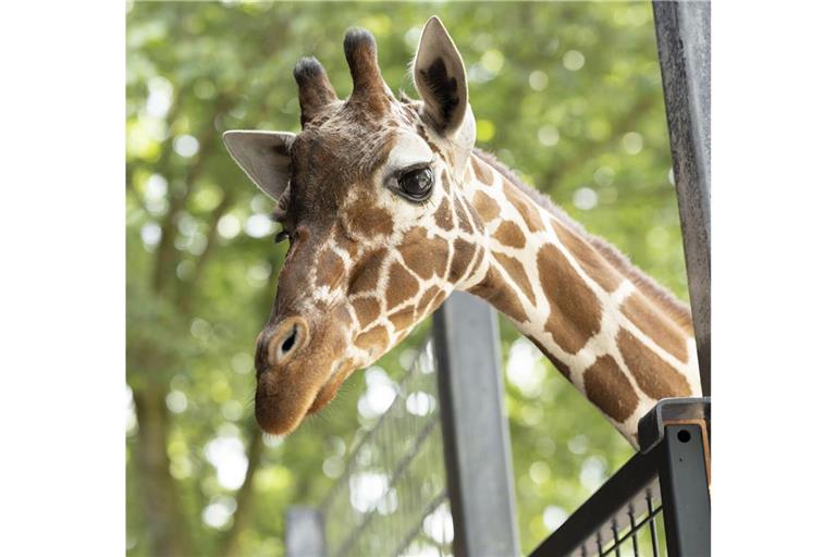 Ein leer stehendes Gehege bei den Raubtieren bekommt bald einen Bewohner: einen Leoparden.