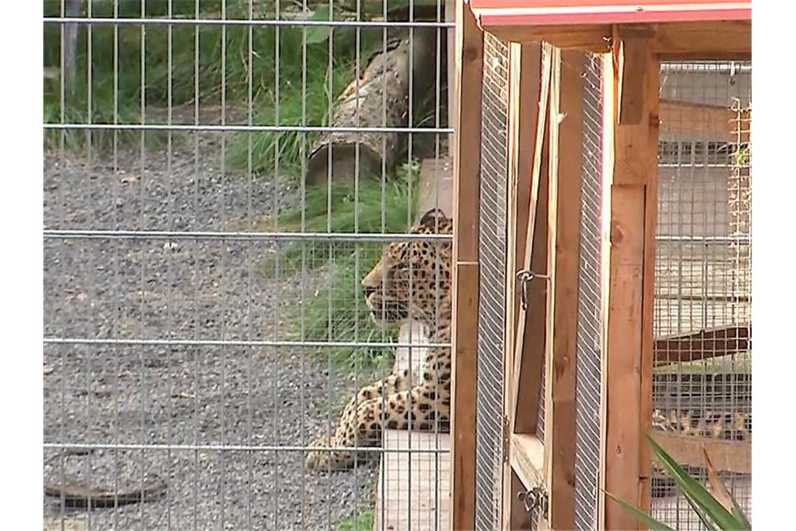 Ein Leopard liegt in seinem Gehege in der „Seniorenresidenz für Wildtiere“ im Burgenlandkreis. Foto: Tobias Junghannß/dpa-Zentralbild/dpa