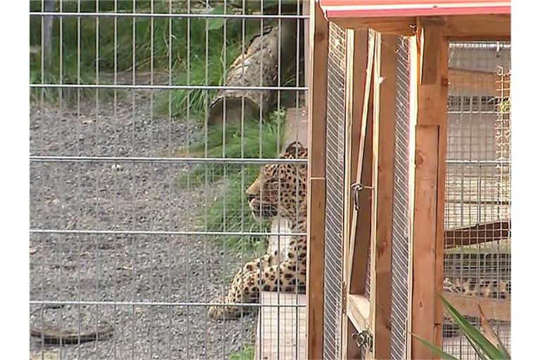 Ein Leopard liegt in seinem Gehege in der „Seniorenresidenz für Wildtiere“ im Burgenlandkreis. Foto: Tobias Junghannß/dpa-Zentralbild/dpa