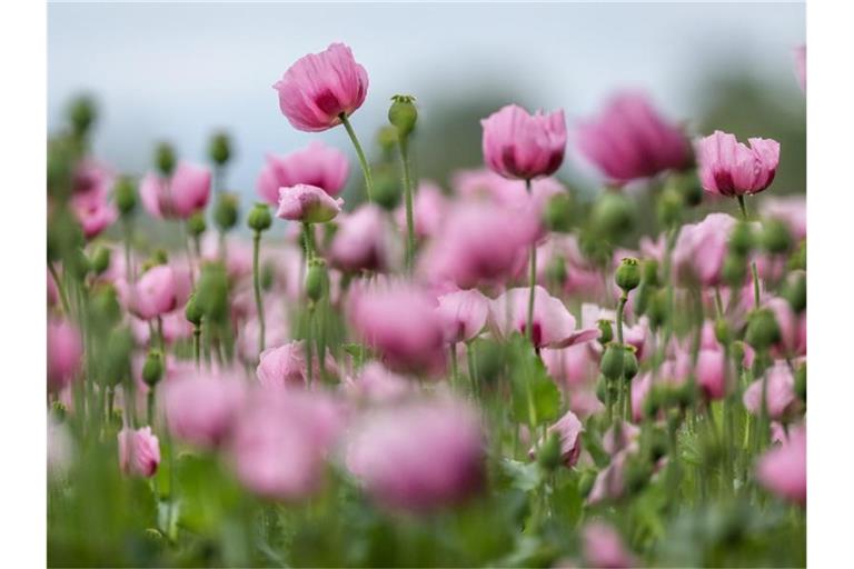 Ein lila blühendes Mohnfeld mit Blaumohn. Foto: Thomas Warnack