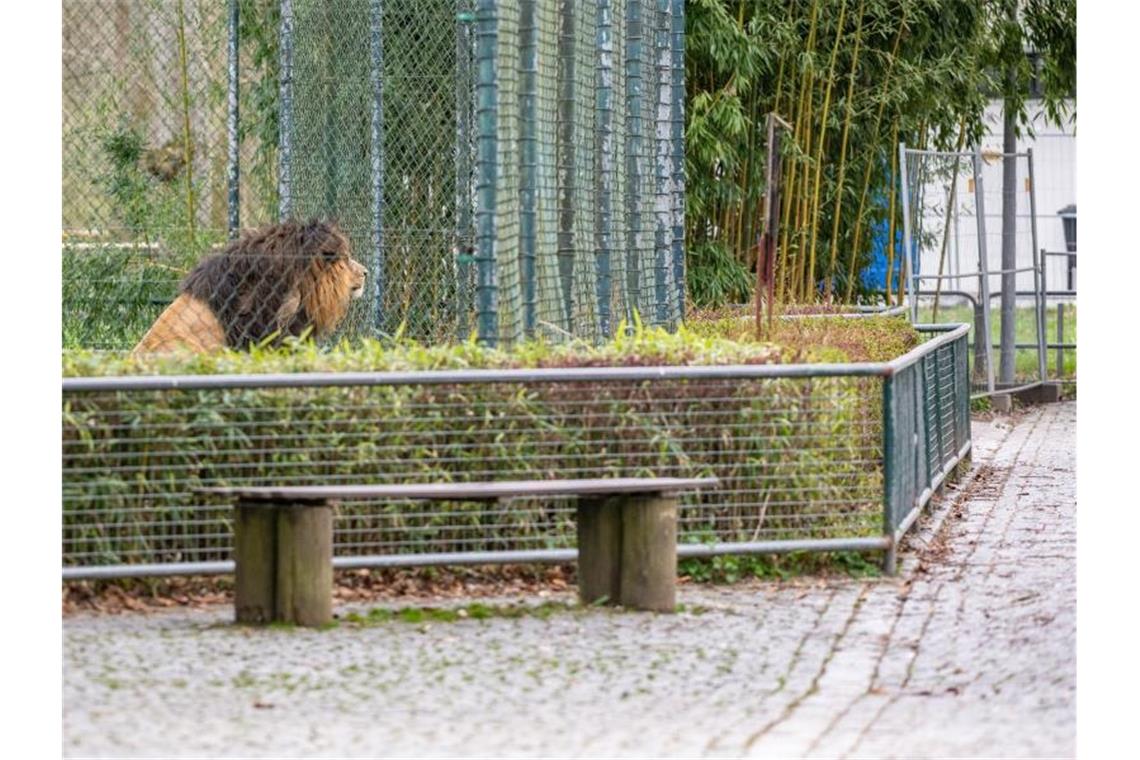 Ein Löwe sitzt in einem Zoo in seinem Gehege neben einem menschenleeren Weg. Foto: Armin Weigel/dpa/Symbolbild