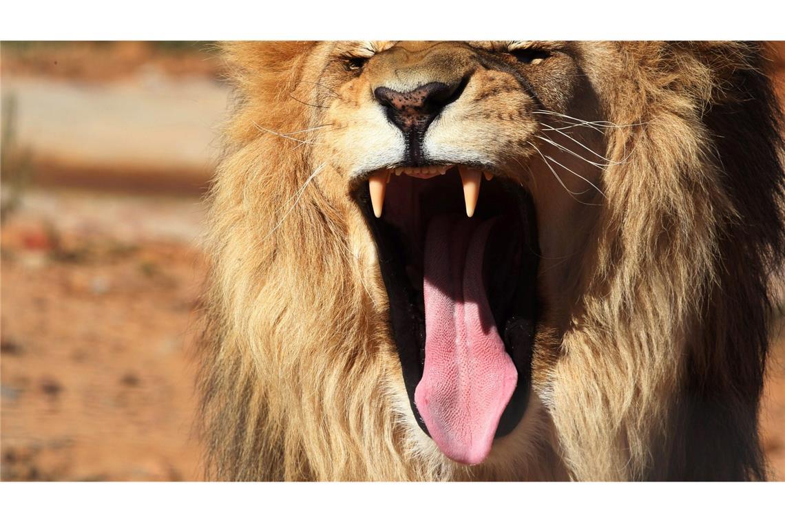 Löwe aus Zoo in Antalya entlaufen - ein Verletzter Ein Löwe war aus seinem Käfig in Antalya ausgebrochen. (Symbolbild)