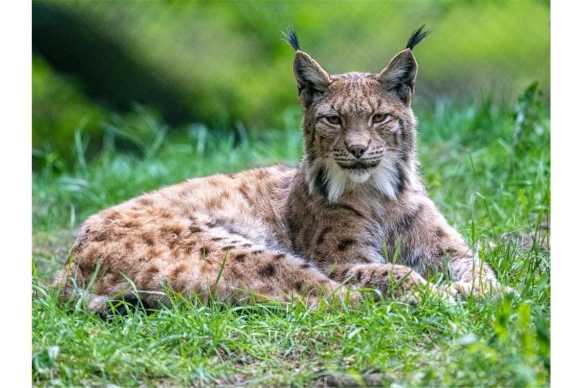 Ein Luchs liegt im Gras. Foto: Armin Weigel/dpa/Archivbild