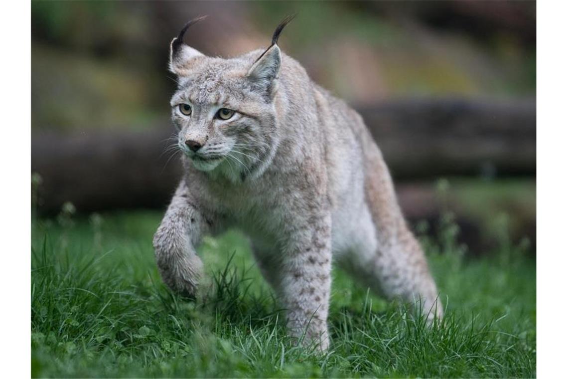 Ein Luchs schleicht durch sein Gehege. Foto: Sebastian Gollnow/dpa/Archivbild