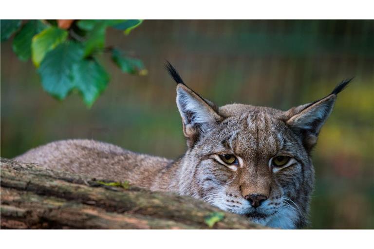 Ein Luchs sitzt hinter einem Baumstamm. (Symbolfoto)