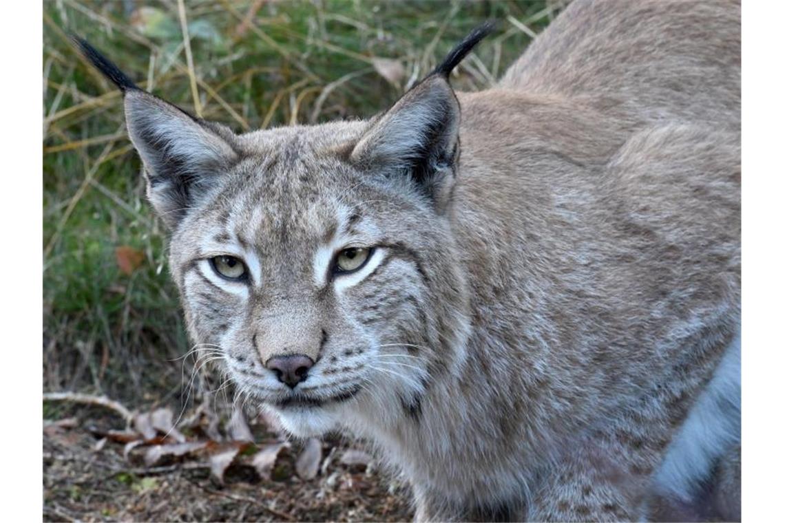 Luchs „Toni“ streift mit Sender durch den Wald Ein Luchs sitzt in einem Luchsgehege. Foto: picture alliance / Holger Hollemann/dpa/Archivbild