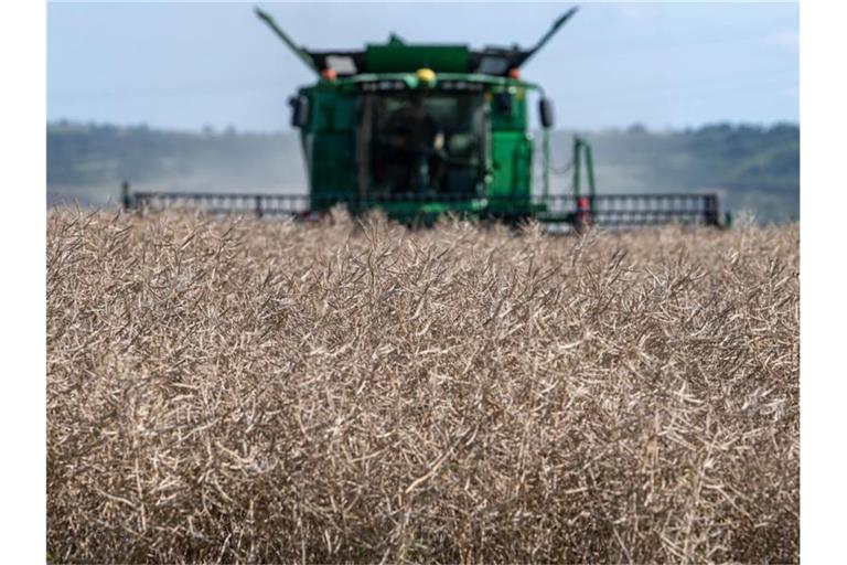 Ein Mähdrescher erntet Raps auf einem Feld in Qerfurt. Hitze und Starkregen machen den Landwirten zu schaffen. Foto: Hendrik Schmidt/dpa-Zentralbild/dpa