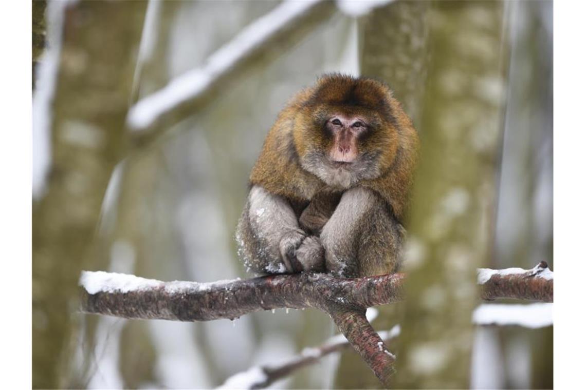 Ein männlicher Berberaffe sitzt auf einem verschneiten Ast. Foto: picture alliance / dpa/Archivbild