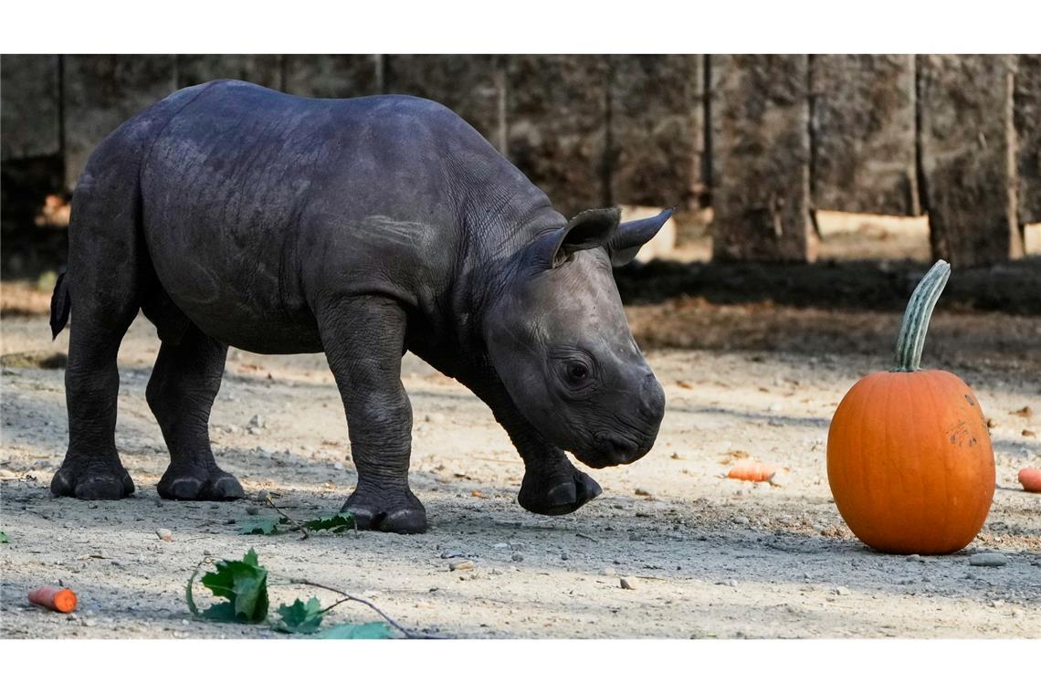 Bilder des Tages Ein männliches Spitzmaulnashorn-Kalb, geboren am 13. September 2025, gibt sein Debüt in der Öffentlichkeit im Cleveland Metroparks Zoo.