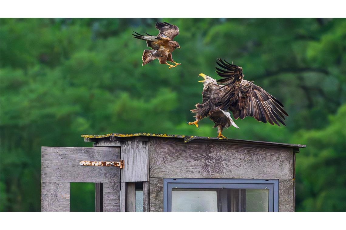 Bilder des Tages