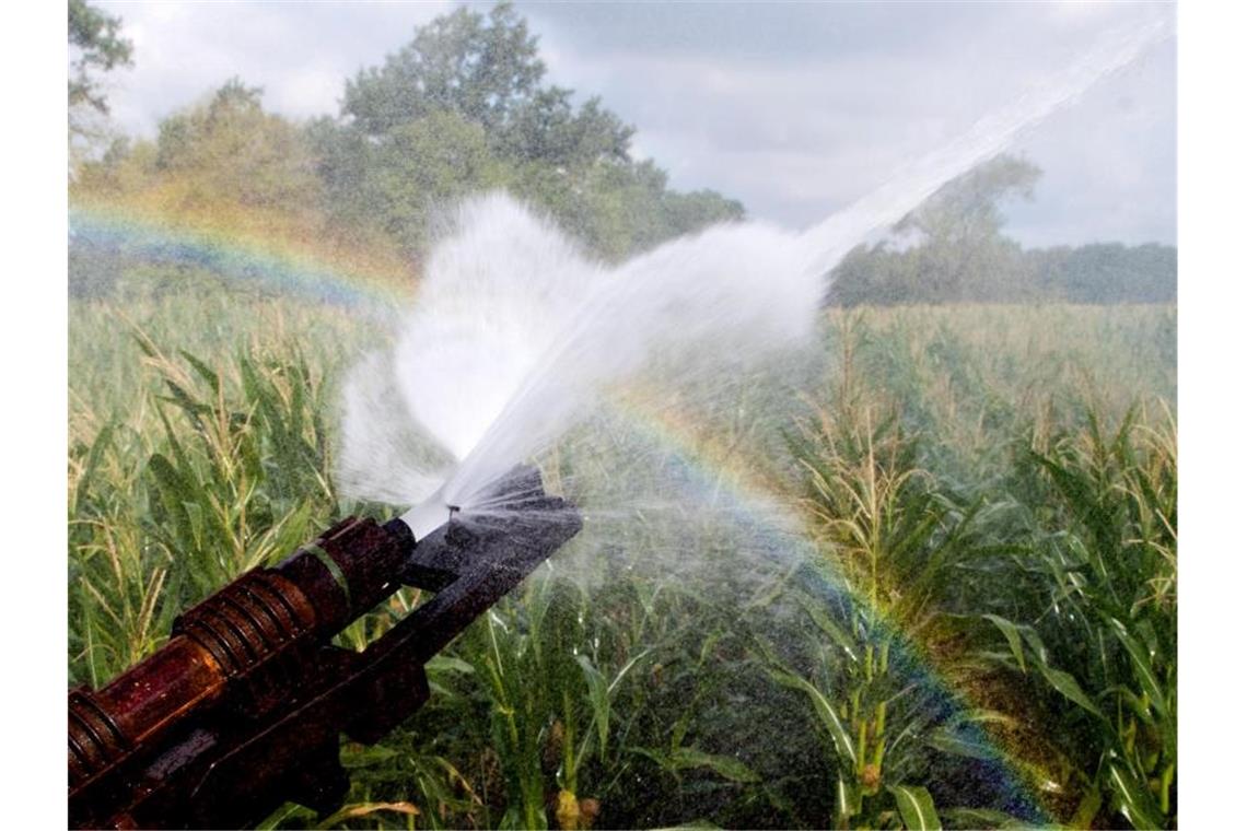 Schulze legt Entwurf für Nationale Wasserstrategie vor Ein Maisfeld wird bewässert, wobei durch den Sonnenschein ein Regenbogen entsteht. Foto: Julian Stratenschulte/dpa