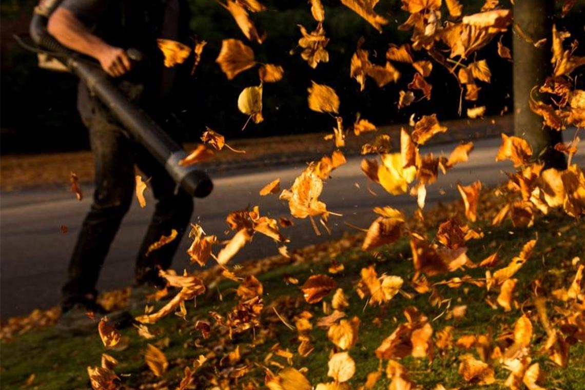 Ein Mann entfernt auf einem Hamburger Friedhof mit einem Laubbläser herbstlich verfärbte Blätter. Foto: Daniel Bockwoldt/dpa