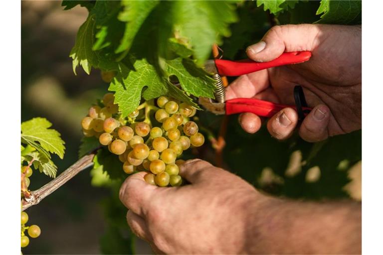 Ein Mann erntet auf einem Weinberg Trauben. Foto: Nicolas Armer/dpa/Symbolbild