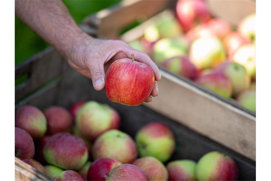 Obstdiebstahl trifft vor allem Bauern in Tourismus-Regionen Ein Mann hält einen Apfel. Foto: Daniel Reinhardt/dpa/Symbolbild