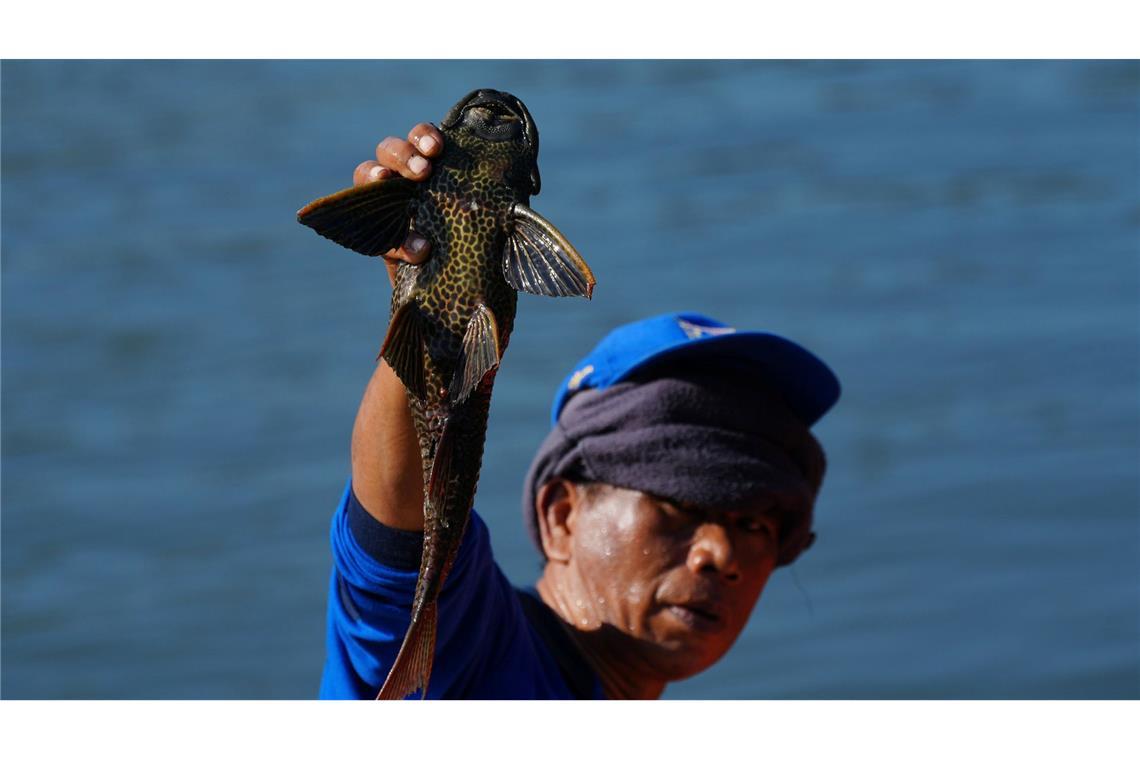 Ein Mann hält einen Harnischwels hoch, den er während einer Aktion zur Entfernung invasiver Arten aus den Flüssen, Kanälen und Wasserreservoirs der indonesischen Hauptstadt Jakarta gefangen hat.