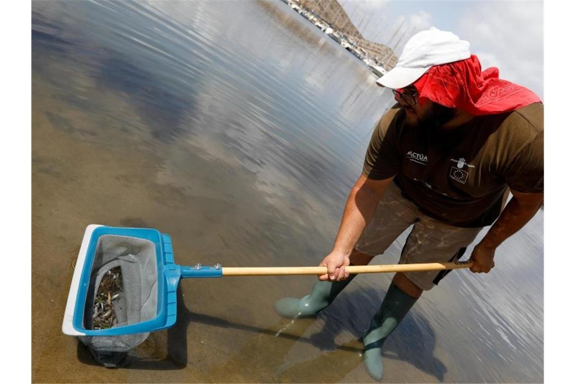 Riesiges Fischsterben in Europas größter Salzwasser-Lagune Ein Mann holt tote Fische aus dem Mar Menor. Foto: Edu Botella/EUROPA PRESS/dpa