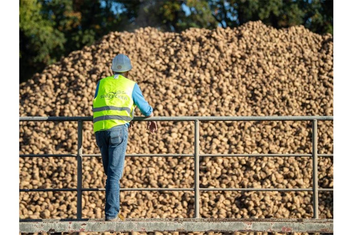 Ein Mann mit einer Warnweste steht vor einem Haufen Zuckerrüben. Foto: Sebastian Gollnow/dpa/Archivbild