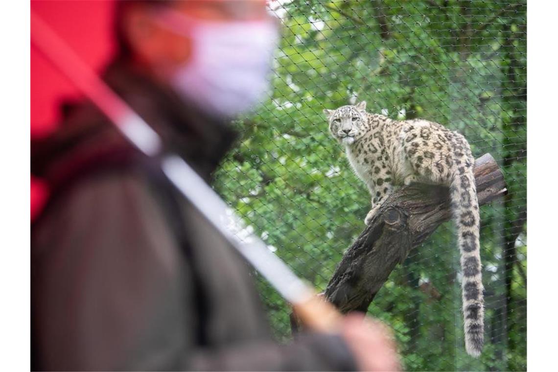 Mehr als 700 Besucher bei Wilhelma-Öffnung Ein Mann steht am ersten Tag, an dem die Wilhelma wieder geöffnet ist, vor einem Schneeleoparden. Foto: Sebastian Gollnow/dpa