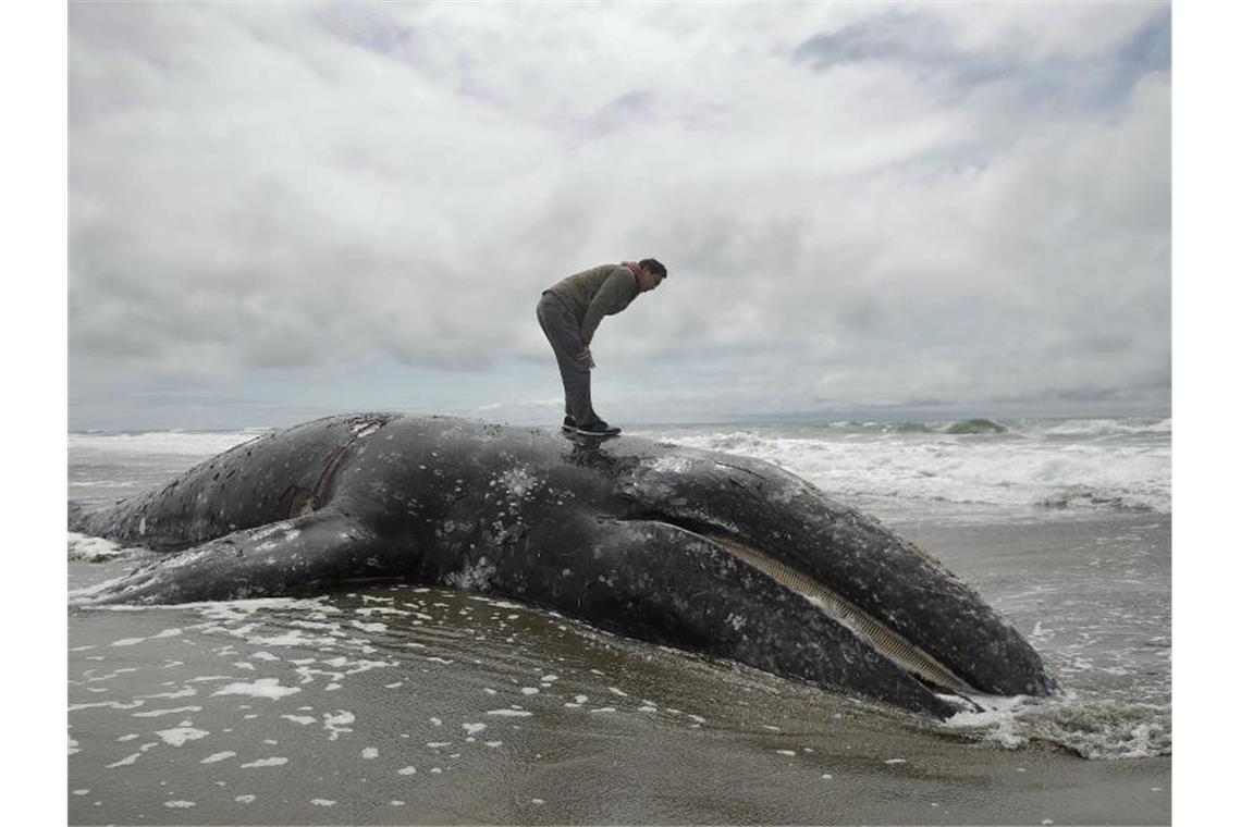 Ungewöhnlich hohe Zahl toter Grauwale an der US-Westküste Ein Mann steht auf dem angeschwemmten Kadaver eines Grauwals am Ocean Beach. Foto: Jeff Chiu/AP