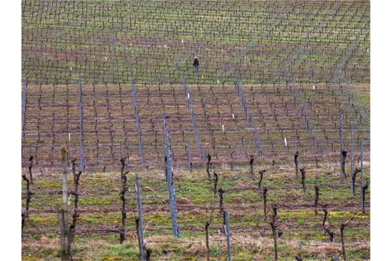 Ein Mann steht in einem Weinberg und schneidet überschüssiges Holz aus den Rebstöcken. Foto: Philipp von Ditfurth/dpa/Archivbild