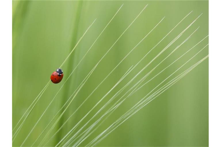 Ein Marienkäfer läuft an den Grannen einer Gerste entlang. Das Wetter zeigt sich dieser Tage unentschieden. Im Norden und Osten sind die Aussichten auf Sonne etwas besser als in Bayern. Foto: Thomas Warnack
