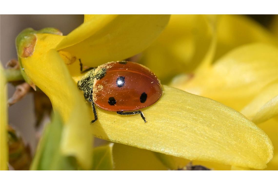 Ein Marienkäfer sitzt auf einer Blüte einer Forsythie in Werder (Havel).