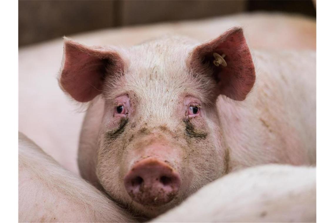 Nur alle 11,5 Jahre Kontrollen im Schweinestall Ein Mastschwein steht in seinem Stall. Foto: Andreas Arnold/picture alliance/dpa/Symbolbild