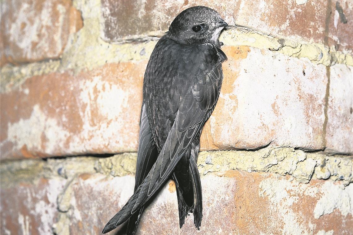 Ein Mauersegler. Archivfoto: privat