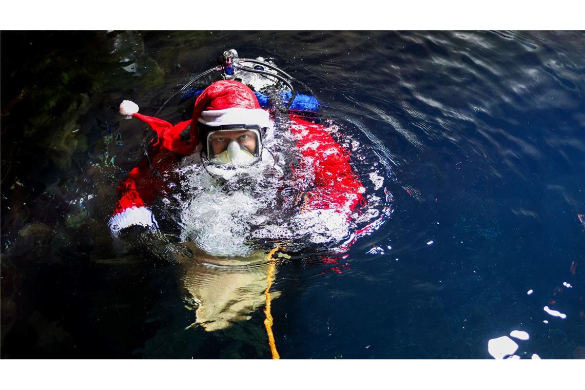 Ein Meeresbiologe im Nikolauskostüm taucht in das 250.000 Liter fassende Becken im Multimar-Wattforum in Tönning, um die Fische zu füttern.
